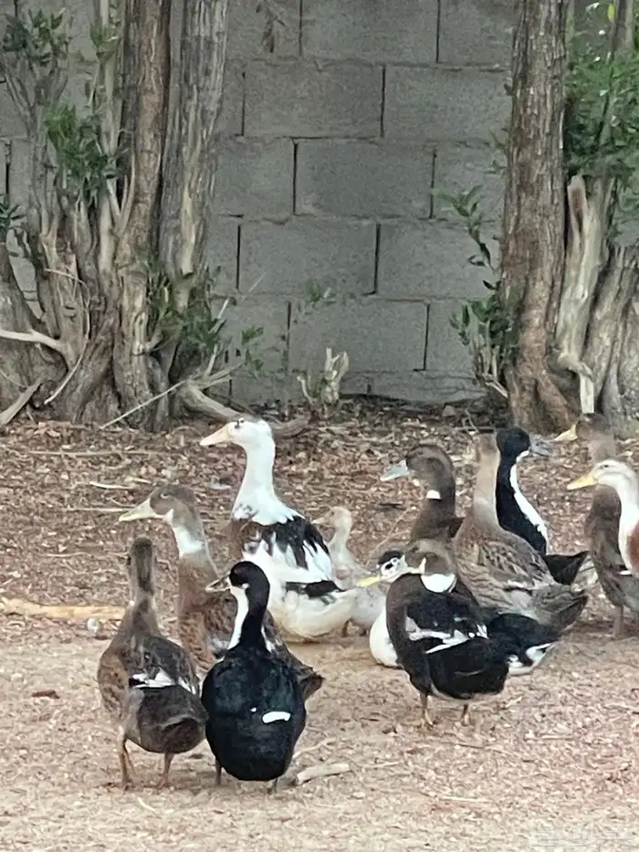 بط شرشيري العمر شهرين 4