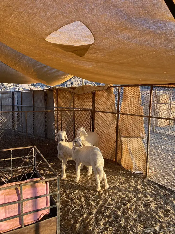 رخال سمان وزينه اعمارها 3شهور عددها 3نضيفه وشرط 2