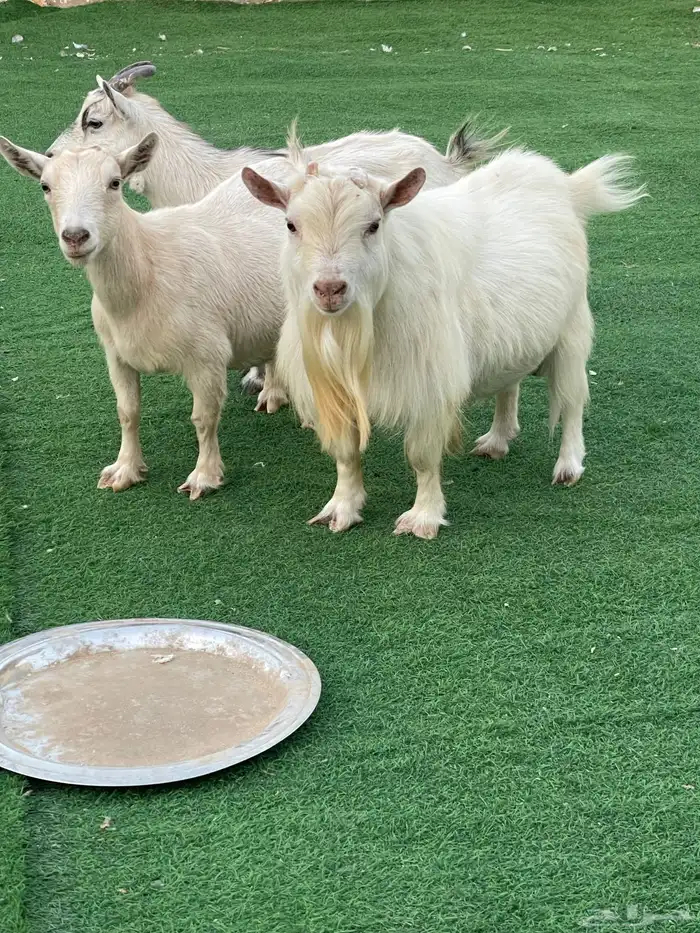 للبيع معزا قزميات مع الفحل صنف 0