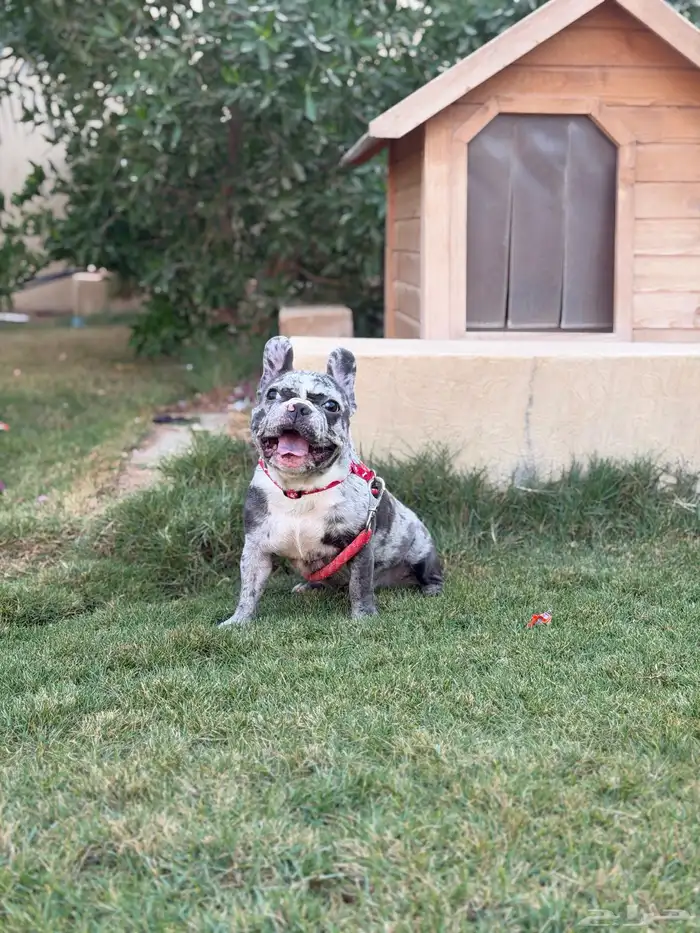 انثى فرنش بولدق ميرلي 0