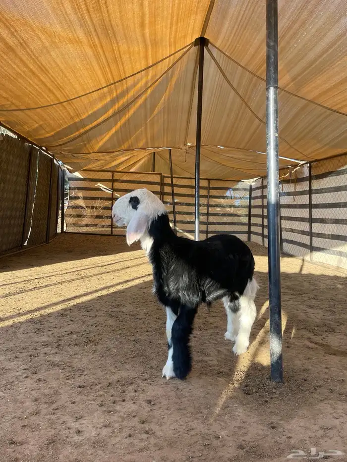 مشاريع فحول نجد 2