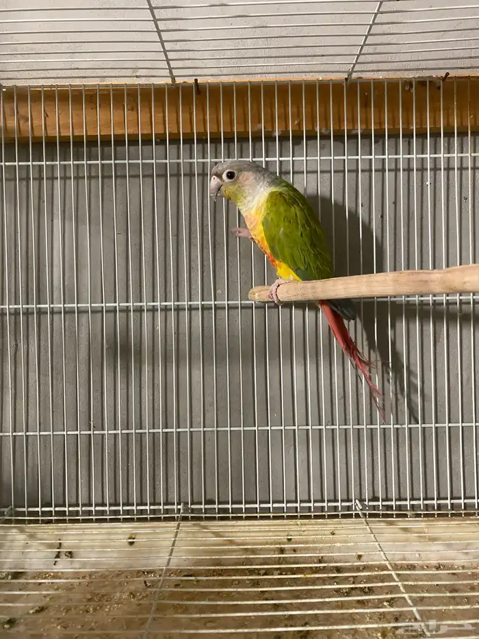 كنور الاناس كان جوز ومنتج ومات الانثى او الذكر 0