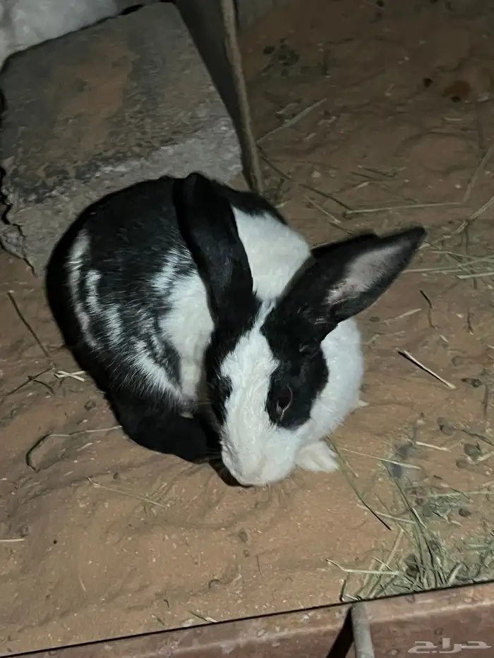 ارانب بلدي 6 3