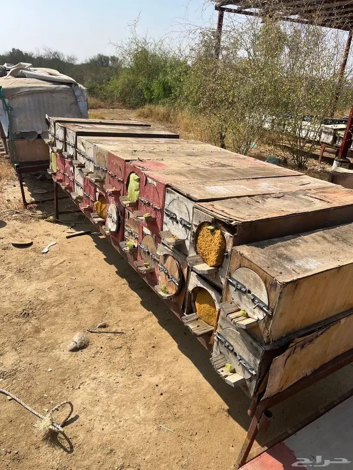 جبوح محايلي فاضي للبيع 16