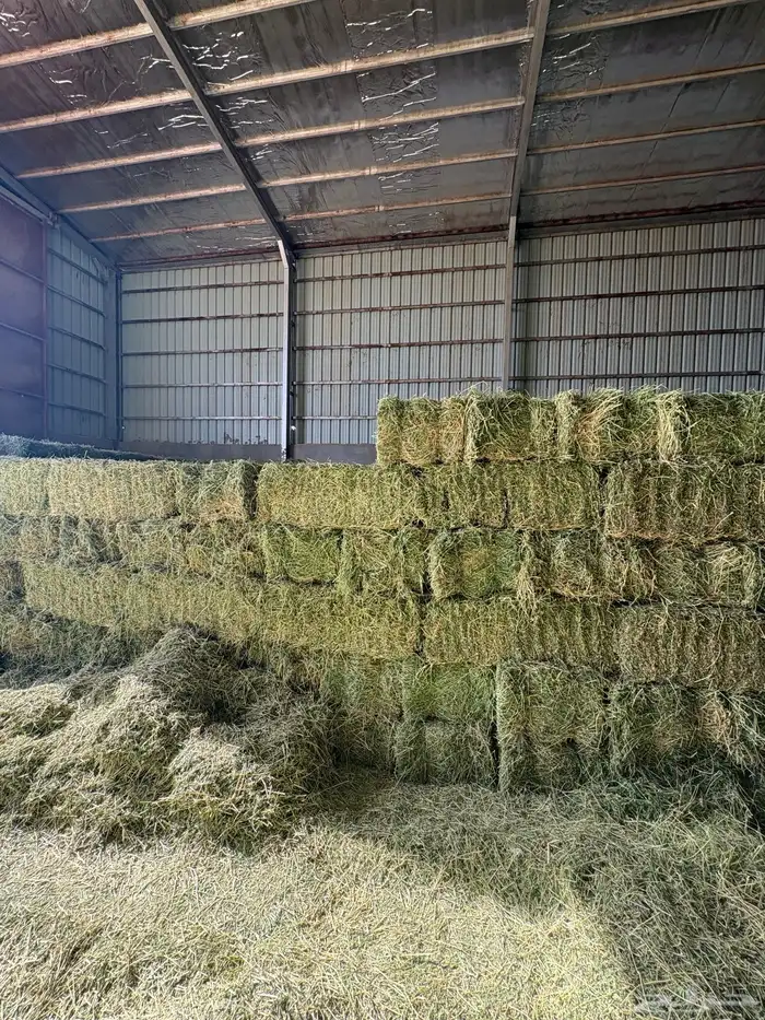 برسيم صافي مخزن مع التوصيل 1