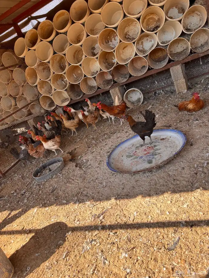 دجاج و بيض مخصب 8