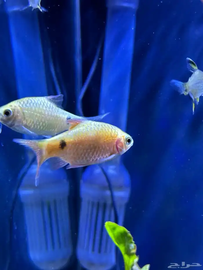 زوج سمكة Rosy Barb 1