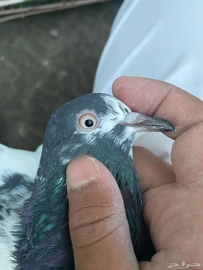 حمام باكستاني فاخر اساسا  من برع شروره طيورا مستويات 23