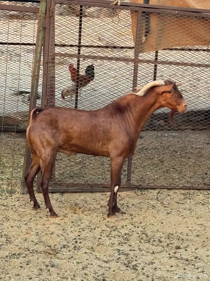 فحل محايلي ادهم 0