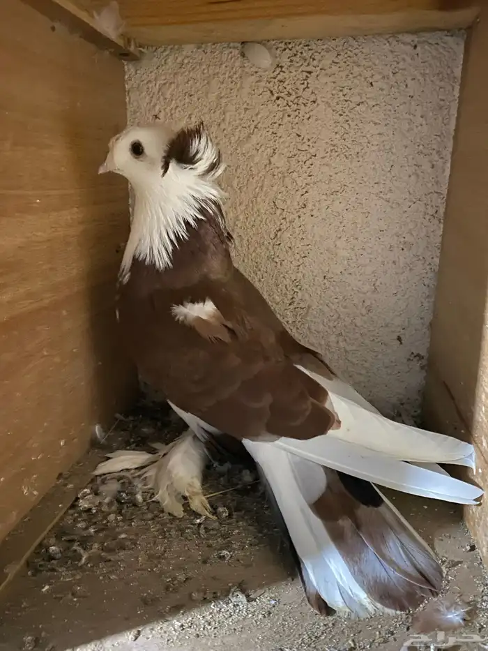 حمام نجفي - لبناني 3