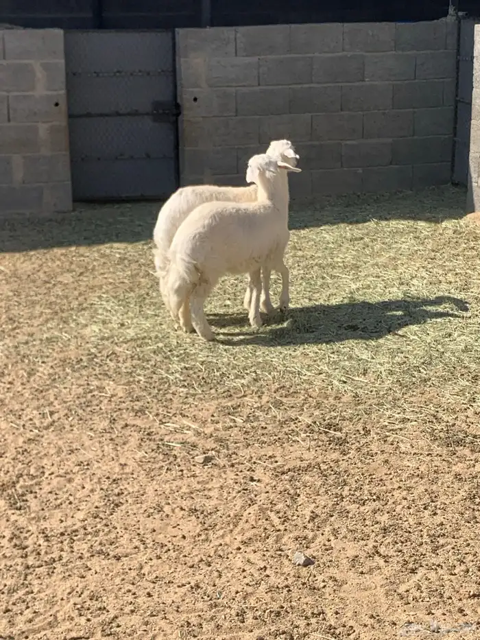 للبيع رخلين 1