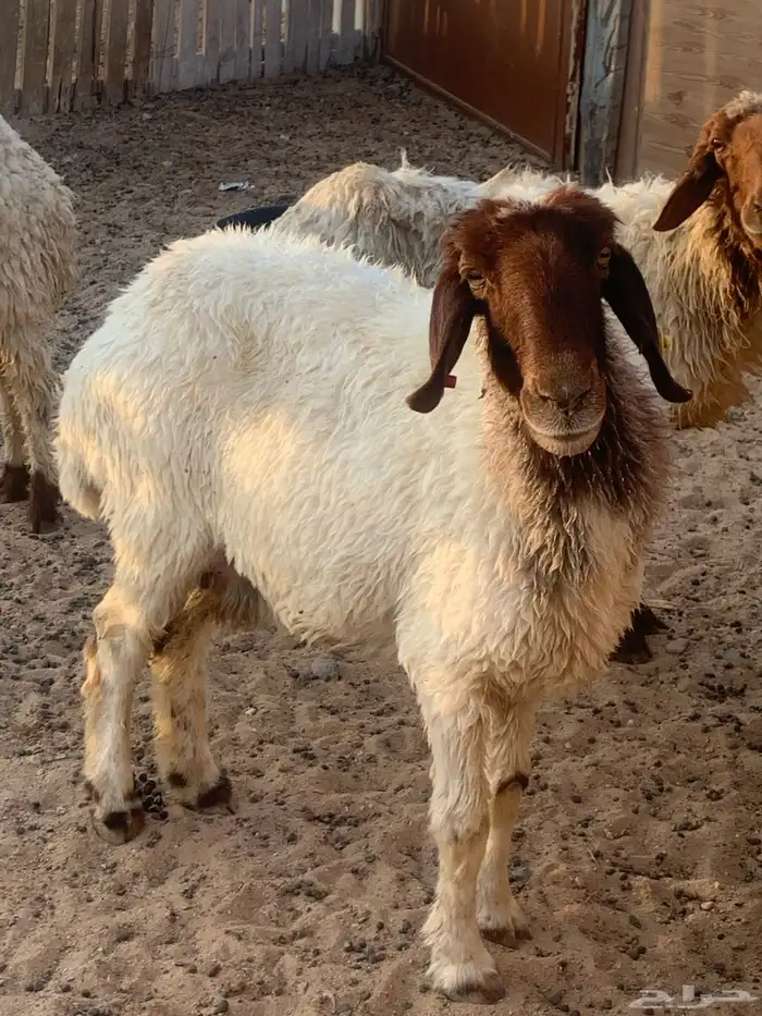 غنم العدد 5 شرط الصحه وأمورهم طيبه 2