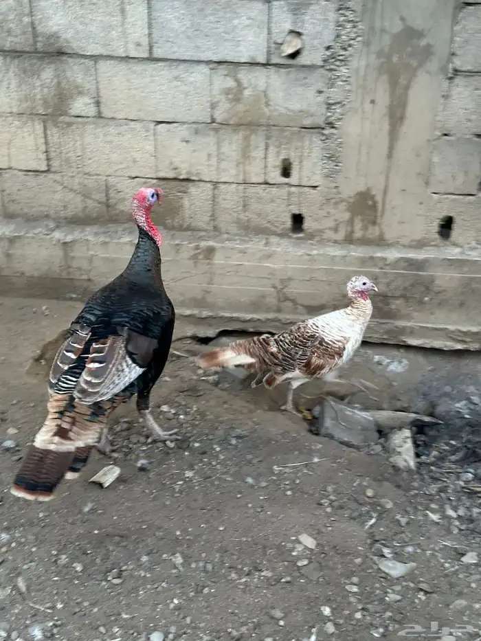 زوج رومي والإنتاج تبعهم 0