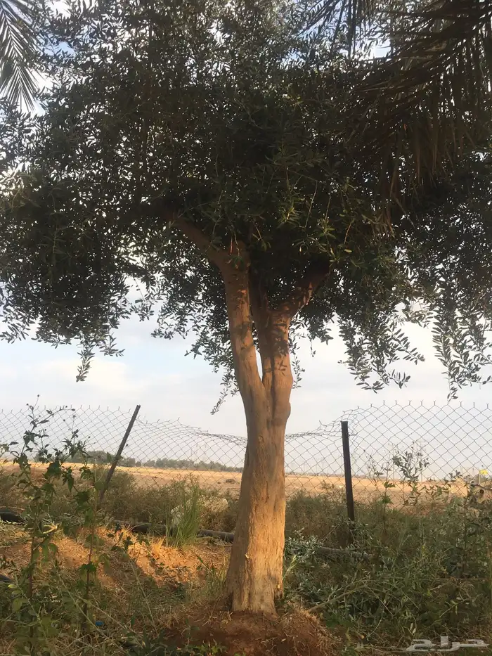 شجرزينون معمر اشجار زيتون كبار معمر ساق إشجار الزيتون تيون 8