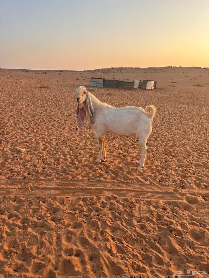 للبيع تيس هولندي مشروك بشامي 0