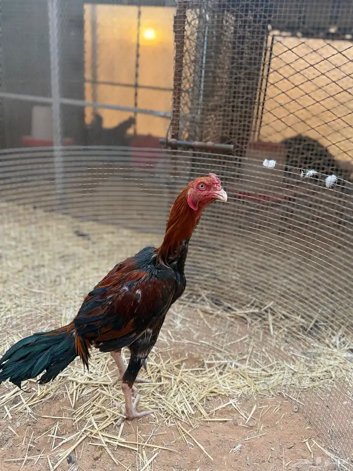 للبيع ديك باكستاني 5