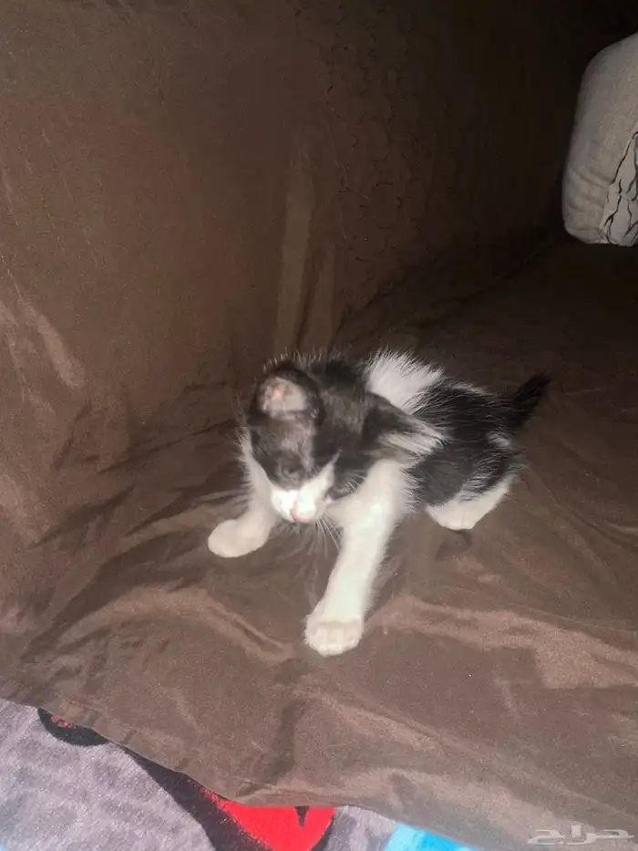 قطط للتبني 2