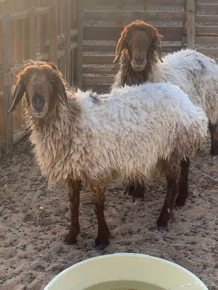 غنم العدد 5 شرط الصحه وأمورهم طيبه 1