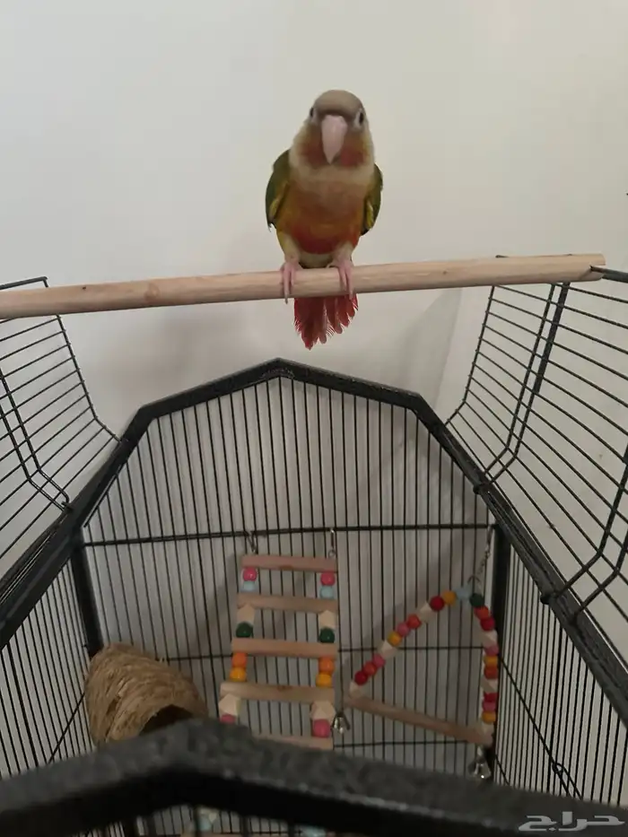 كنيور اناناس رد فاكتور و قفص كبير 3