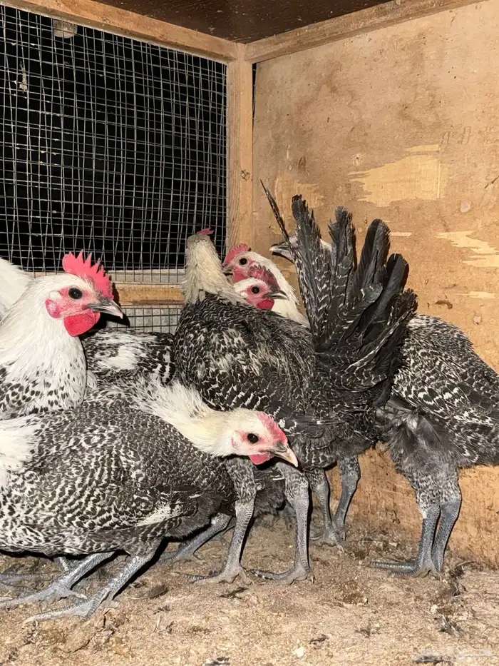 دجاج فيومي 1