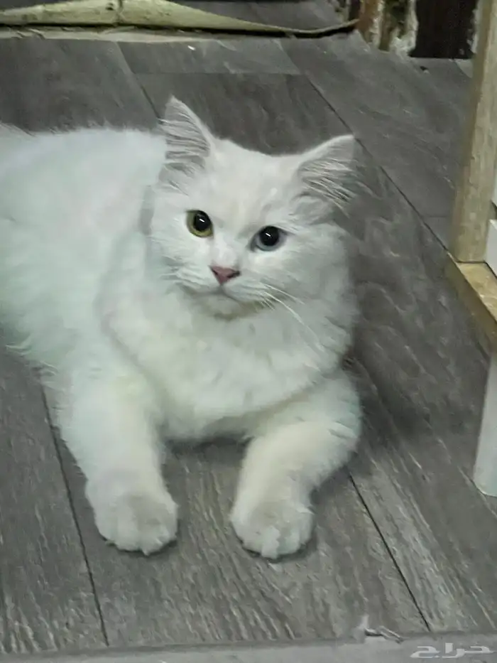 قط ضايع او متخلي عنه للتبني 3