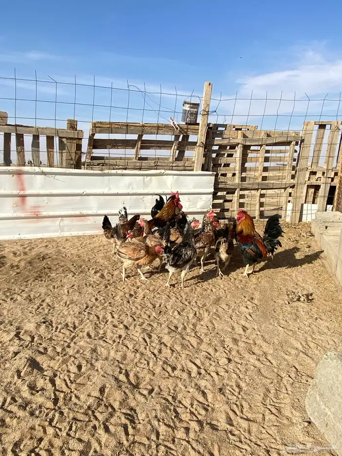 دجاج بلدي للبيع 21