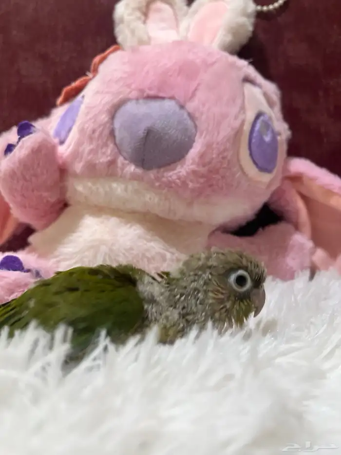 فروخ كنيور للبيع 3