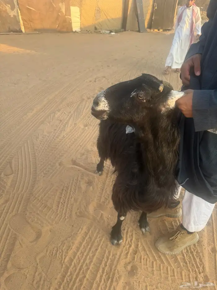 عنز عارضيه 4