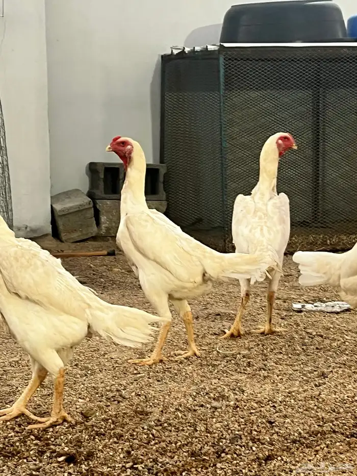 دجاج شاموا الماني الأمهات خوارج 2