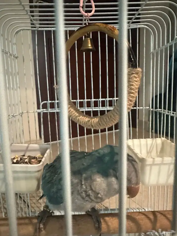 كويكر للبيع 0