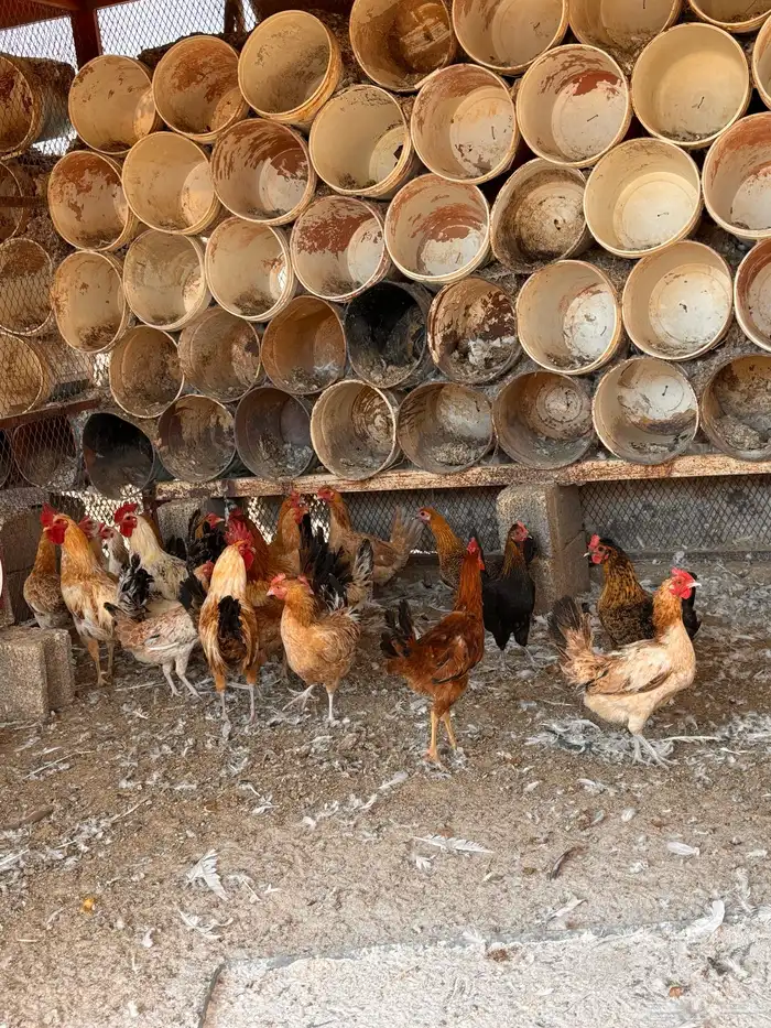 دجاج و بيض مخصب 2