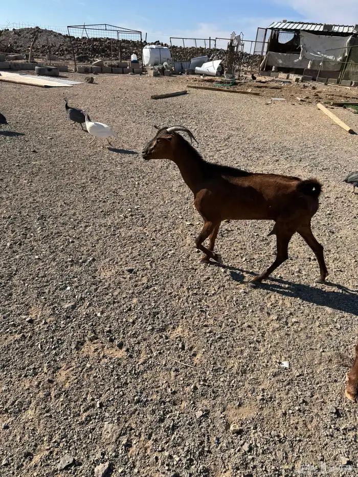 عنزين جنوبيات 4