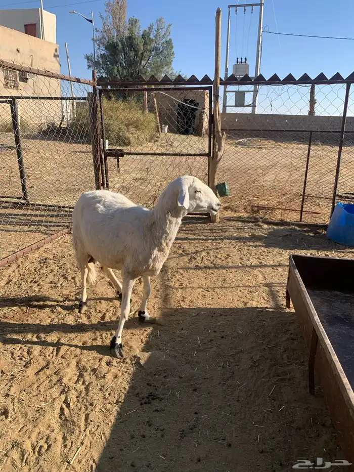 شاة حليب 1