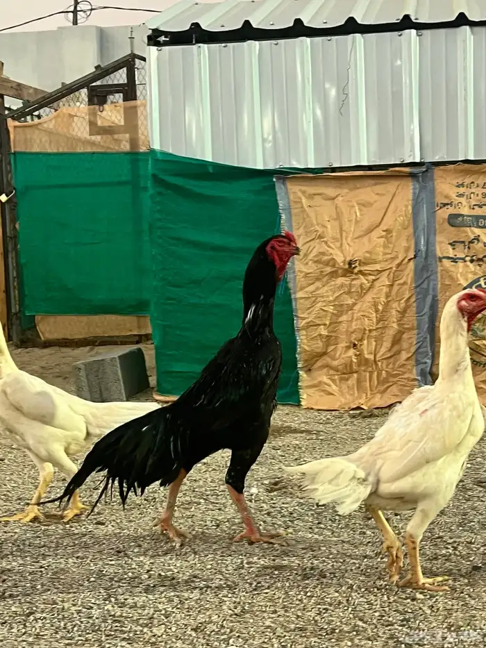 دجاج شاموا الماني الأمهات خوارج 4