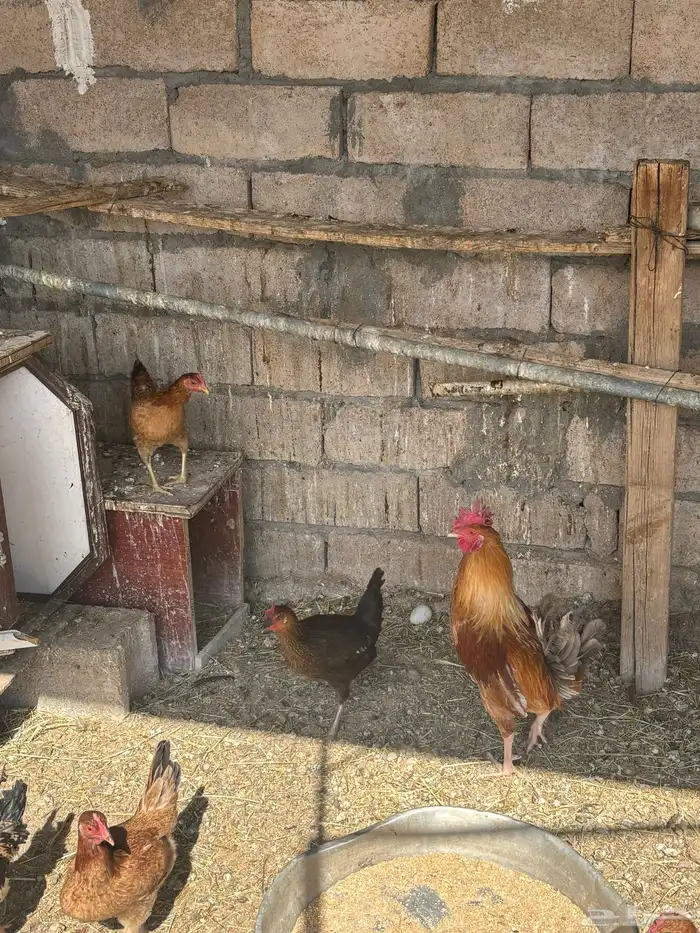 دجاج بلدي بياض 0