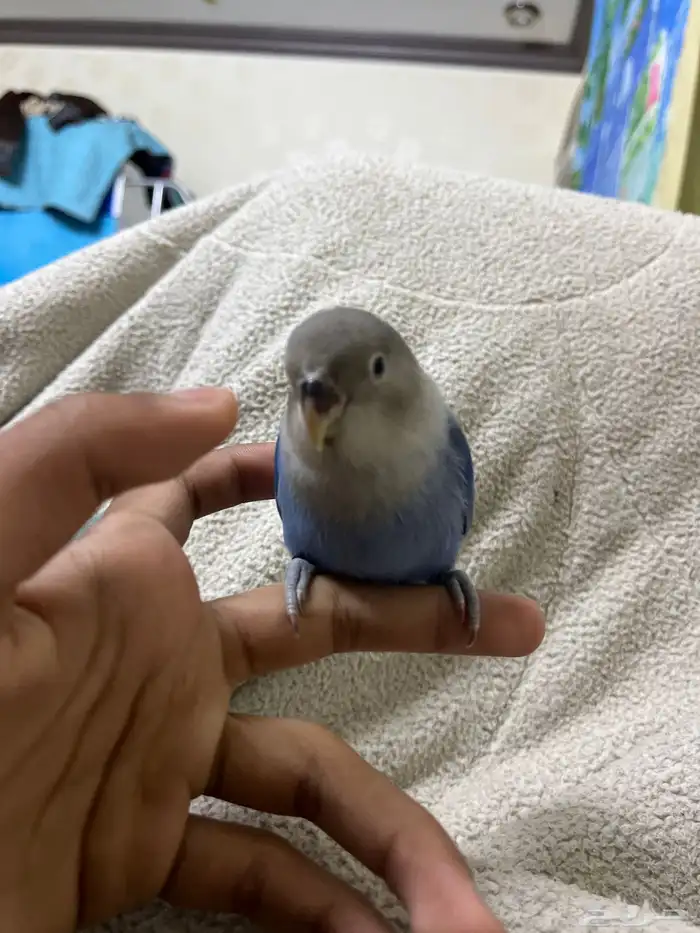 عصفور روز اليف ما يعض ابدا ونهايت غر ولا يجي غير الصامل 0