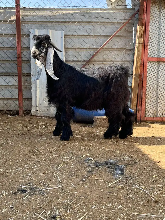 جذع عارضي فاخر 0