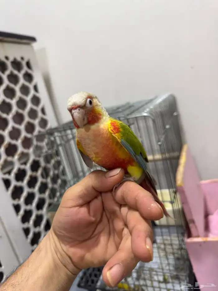 طيور كروان 4