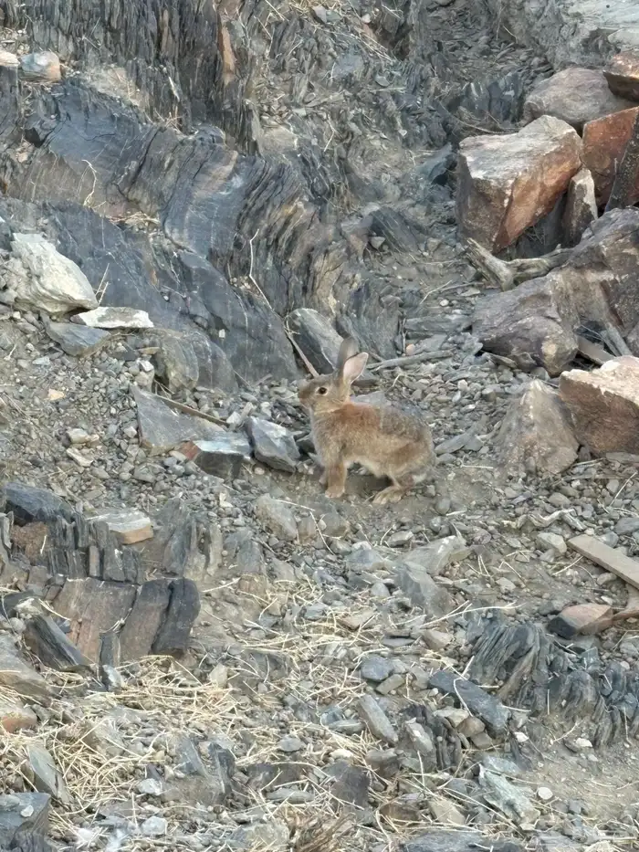 أرانب للبيع 4