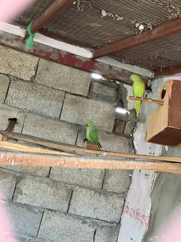 للبيع زوج درة ذكر و انثى 3