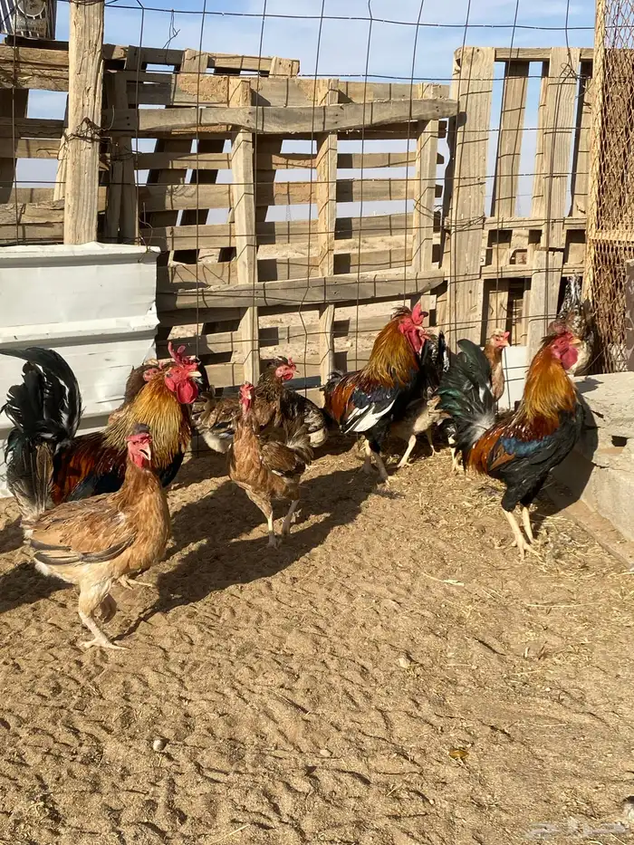 دجاج بلدي للبيع 2