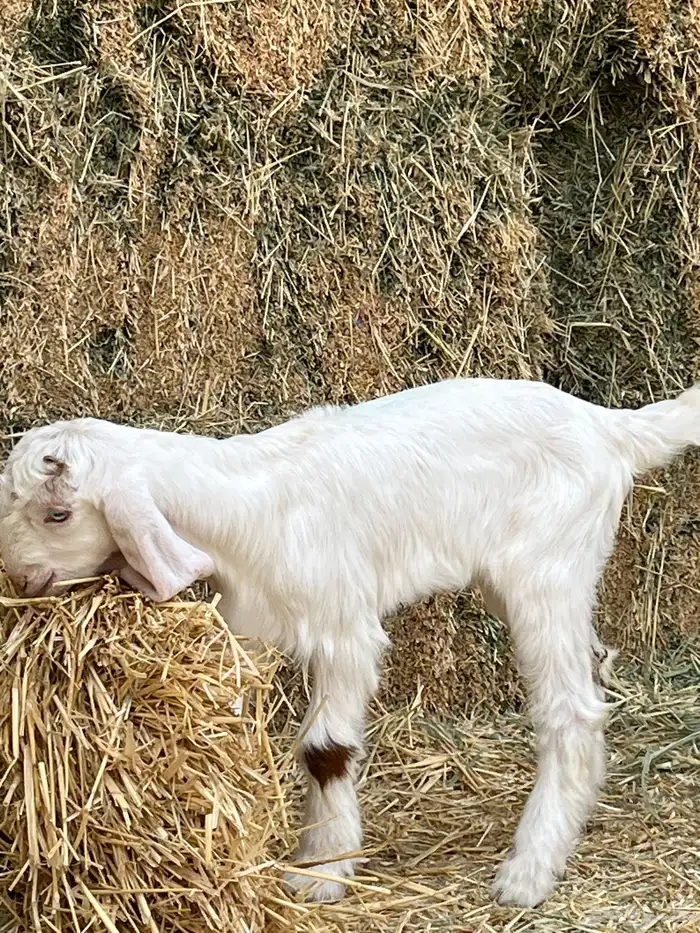 جفرة داغور 4