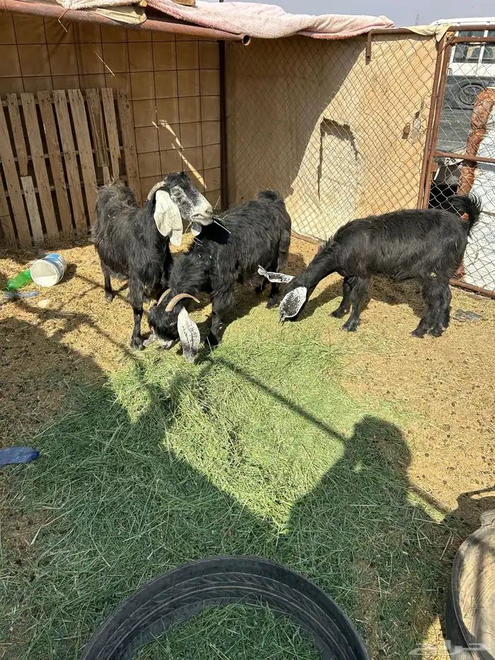 معزا دفعع تبي تولد واصل 2