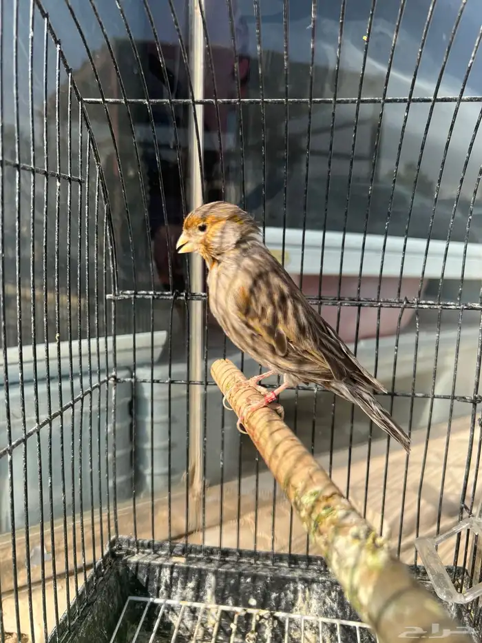 ذكر كناري اغات احمر تغريد 3