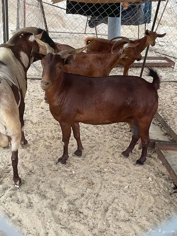 الموقع (ثلوث المنظر) 1