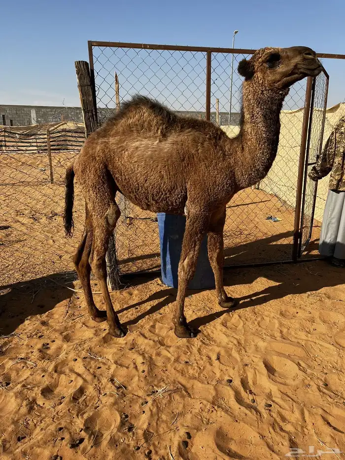 بكره رمانيه 4