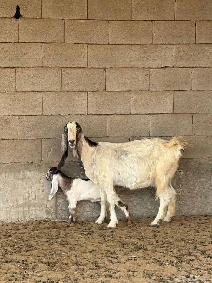 عنز والد طيبه 1