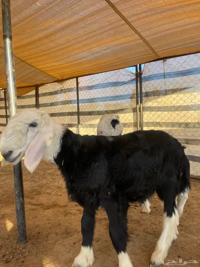 مشاريع فحول نجد 6