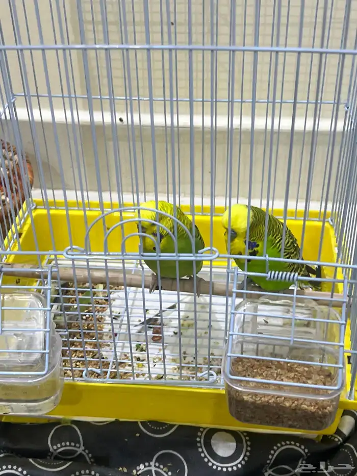 عصافير بادجي زوج صحتها ممتازه 1