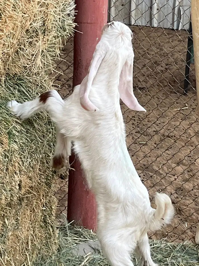 جفرة داغور 3